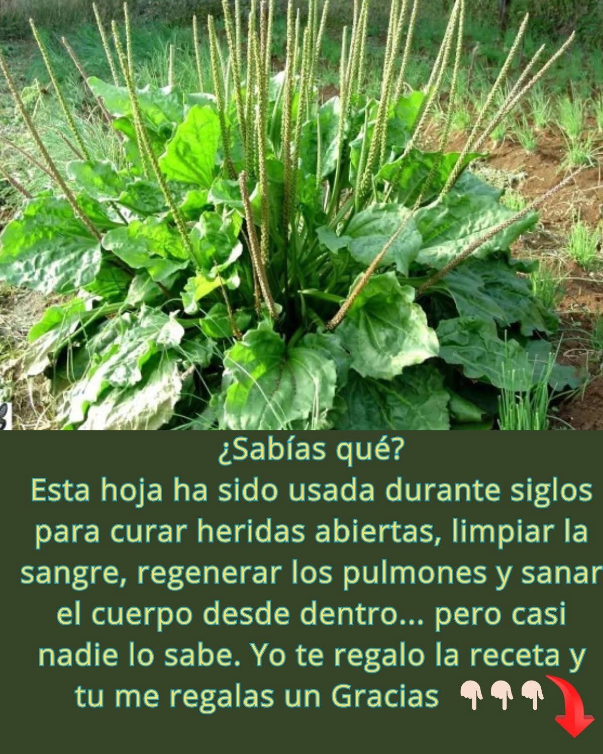 Llantén Plantago