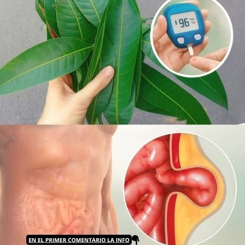 Hoja de Mango y Medición de Glucosa en Sangre