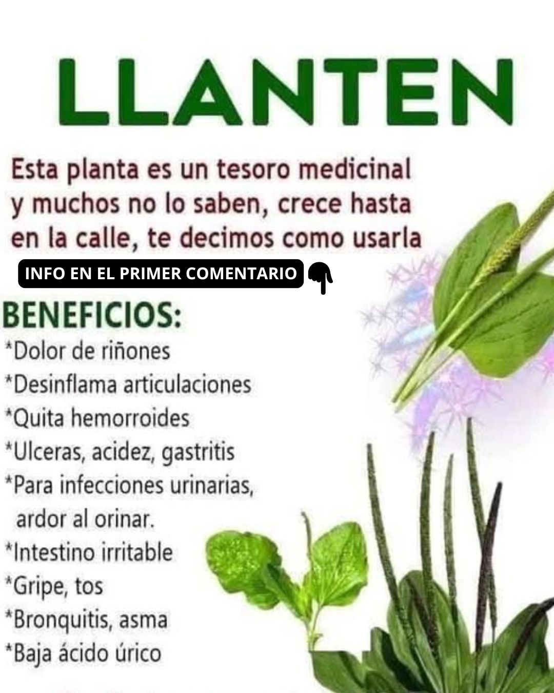 Propiedades medicinales del llantén